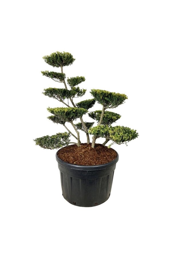 Ilex crenata Green Lustre