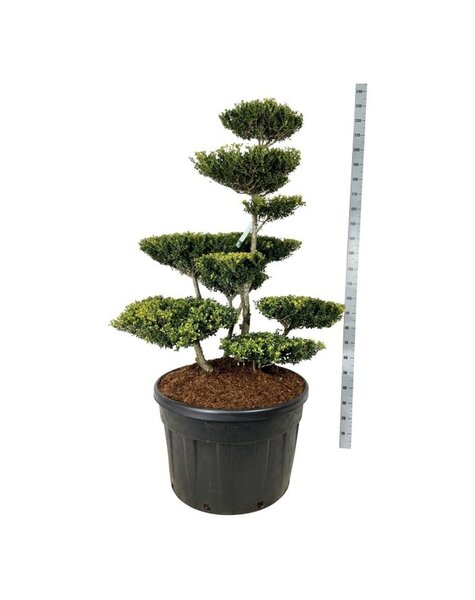 Ilex Crenata