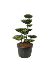 Ilex crenata Green Lustre