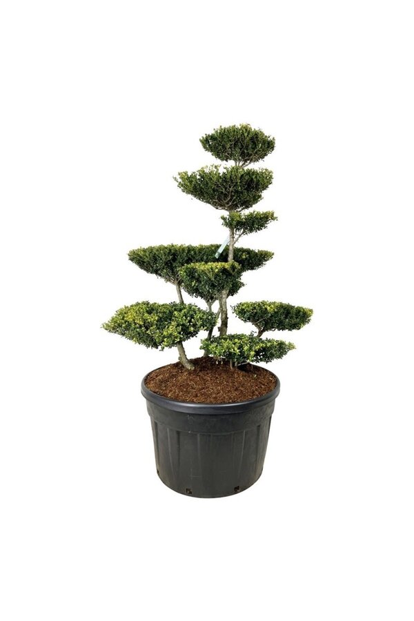 Ilex crenata Green Lustre