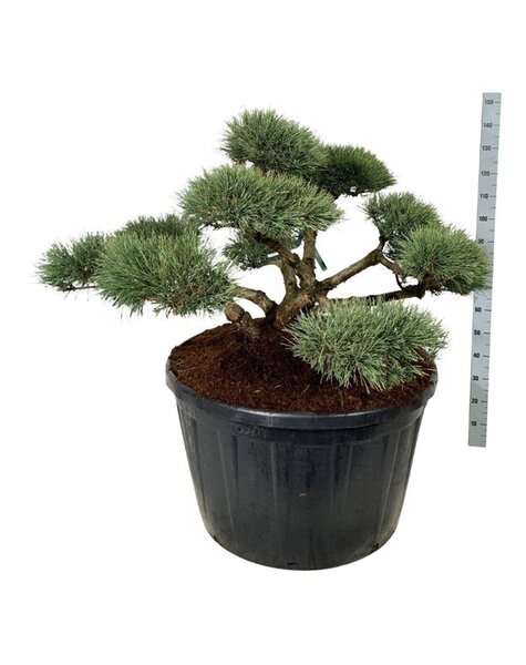 Pinus