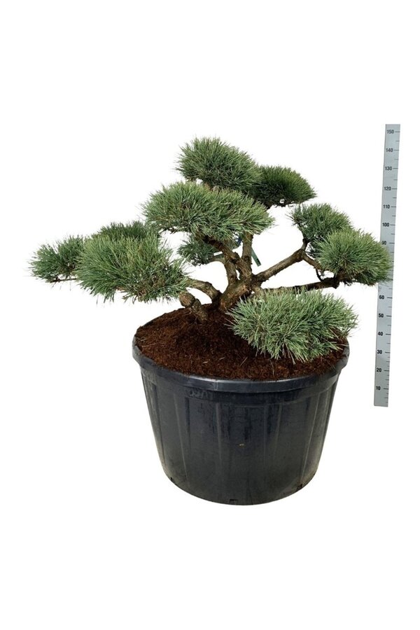 Sosna Pinus Repens