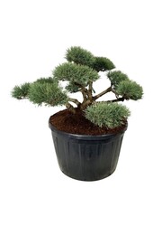 Sosna Pinus Repens