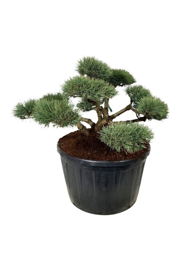 Sosna Pinus Repens