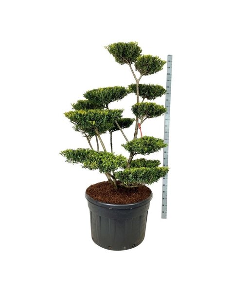 Ilex Crenata