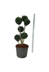 Cis Taxus media Brownii