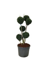 Cis Taxus media Brownii