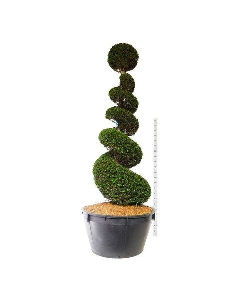 Taxus