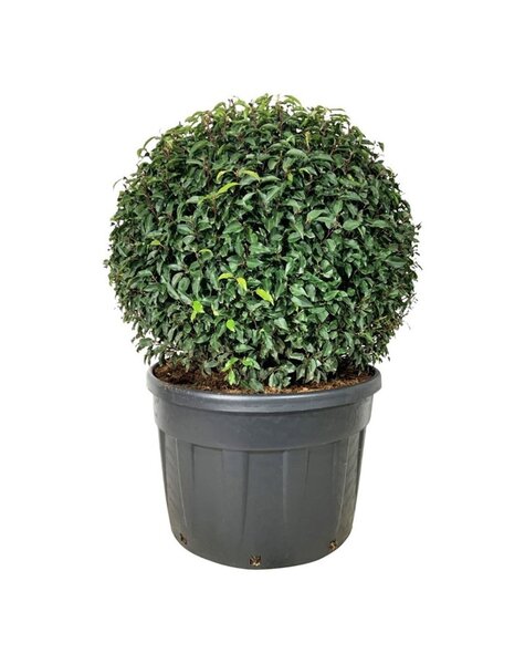 Prunus