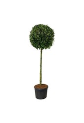 Laurowiśnia portugalska Prunus Novita