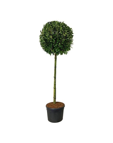 Prunus
