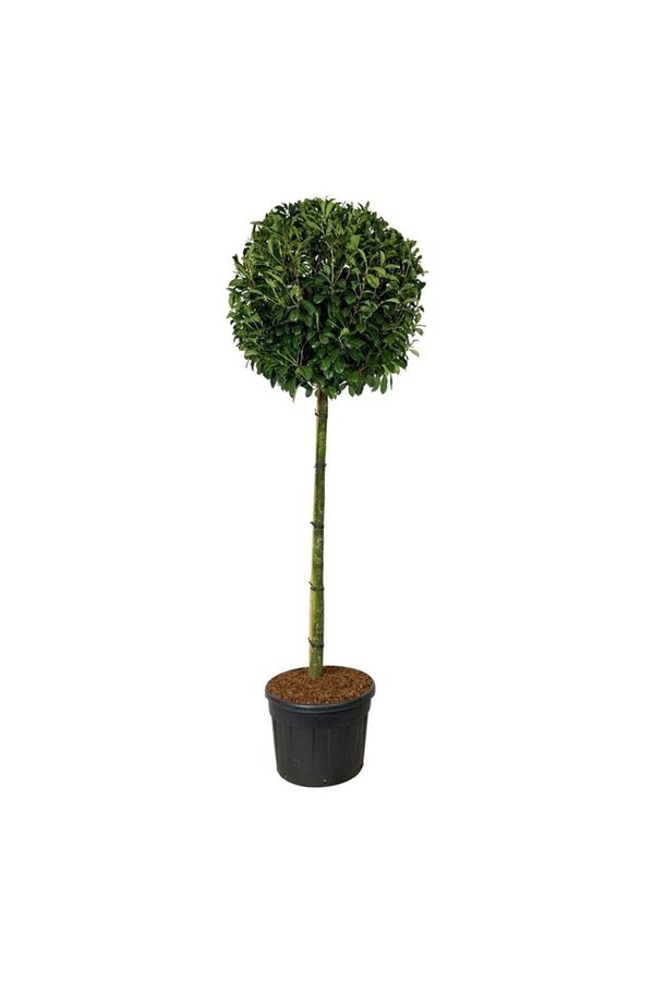 Laurowiśnia portugalska Prunus Novita