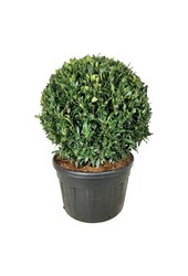 Laurowiśnia portugalska Prunus Herbergii