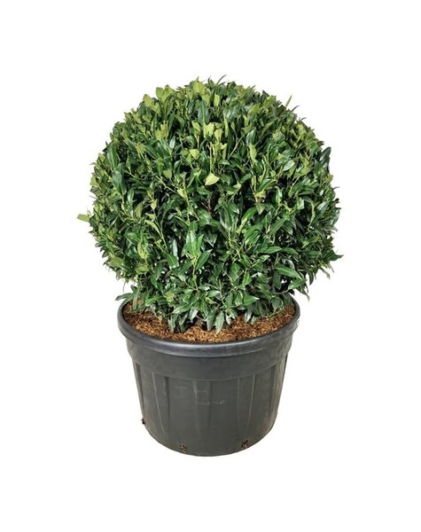 Prunus