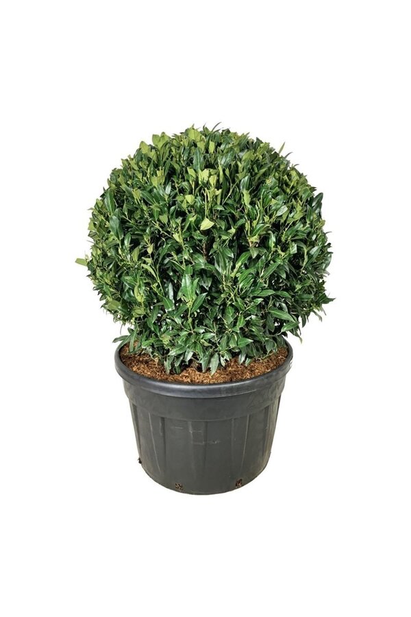 Laurowiśnia portugalska Prunus Herbergii