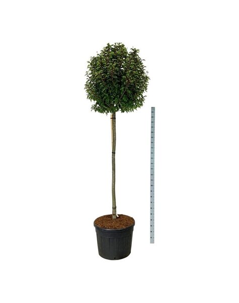 Prunus