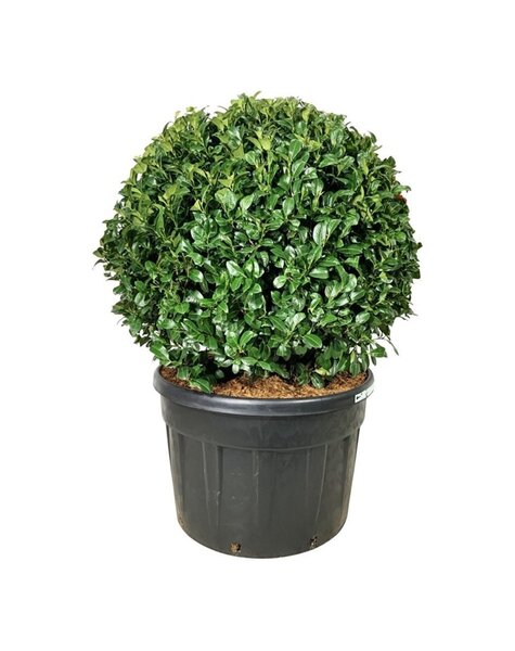 Prunus