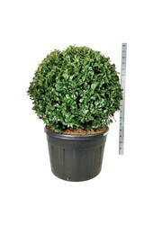 Laurowiśnia portugalska Prunus Ani PBR