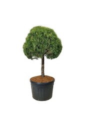 Sosna zwyczajna Pinus sylvestris