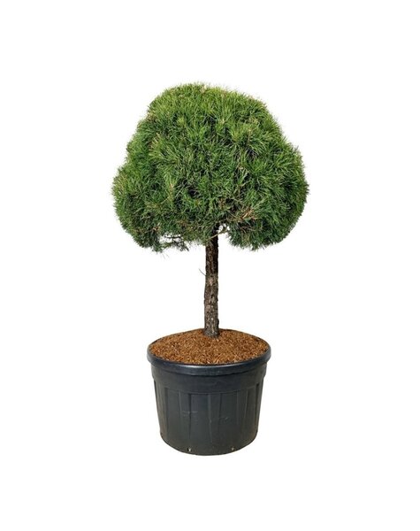 Pinus