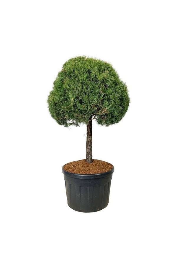Sosna zwyczajna Pinus sylvestris