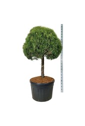 Sosna zwyczajna Pinus sylvestris