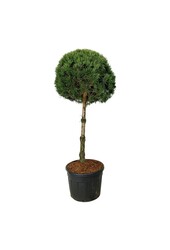 Sosna Pinus sylvestris