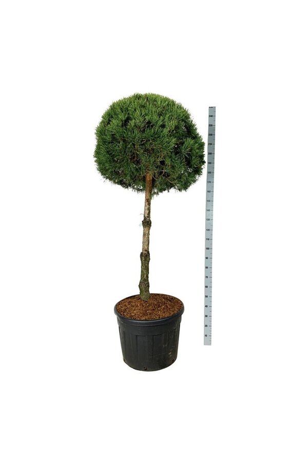 Sosna Pinus sylvestris