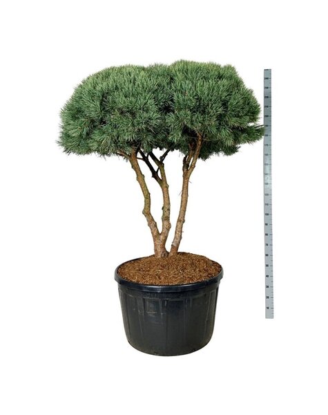 Pinus
