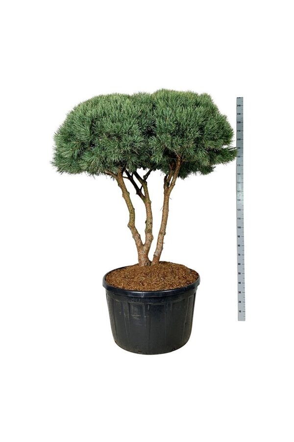 Sosna Pinus Watereri