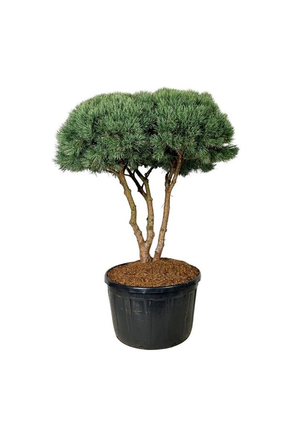 Sosna Pinus Watereri