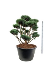 Sosna Pinus Watereri