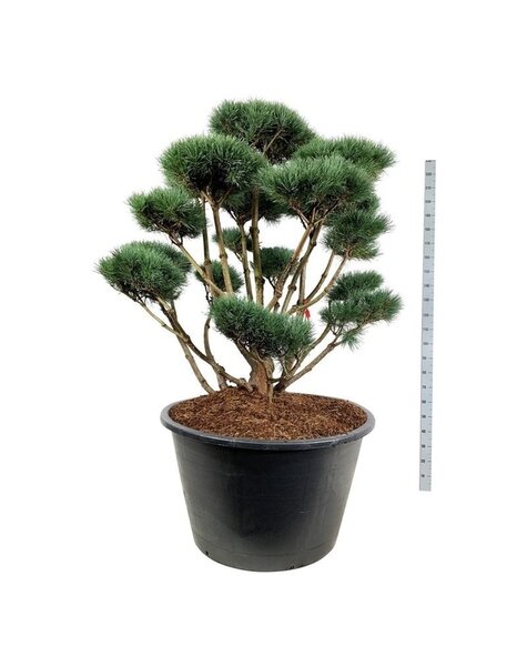 Pinus