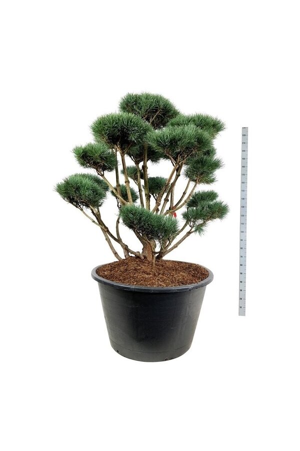 Sosna Pinus Watereri