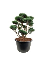 Sosna Pinus Watereri