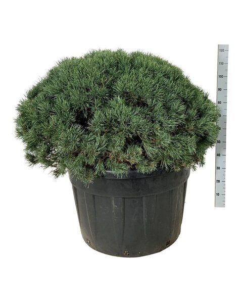 Pinus