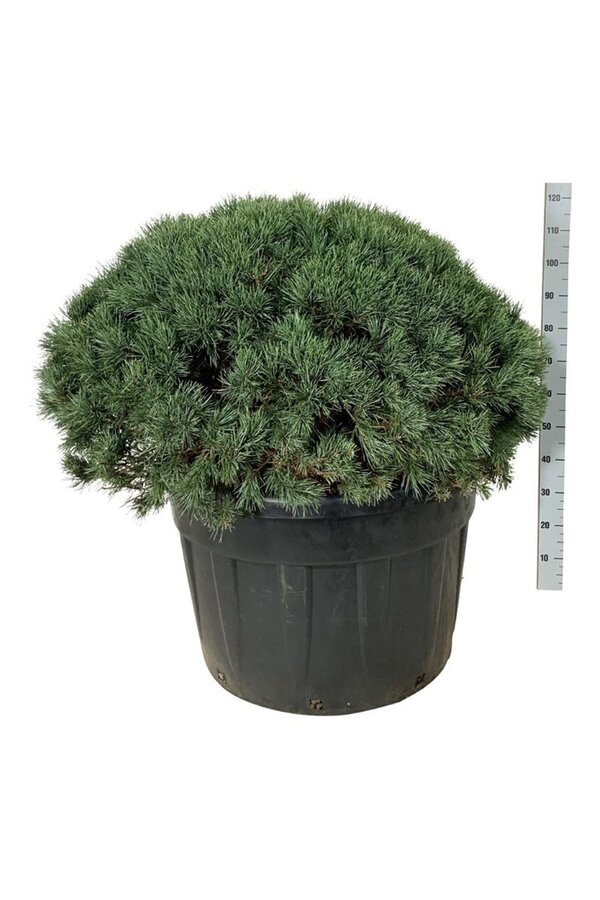 Sosna Pinus Watereri