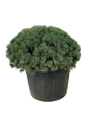 Sosna Pinus Watereri