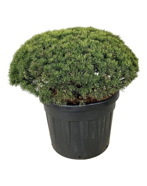 Pinus