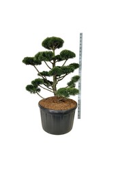 Sosna Pinus mugo Gnom