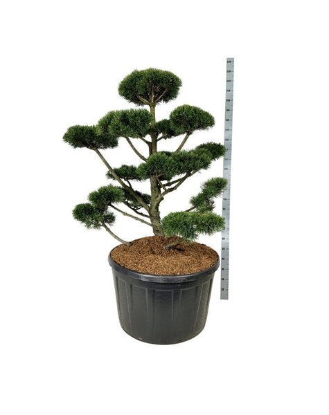 Pinus