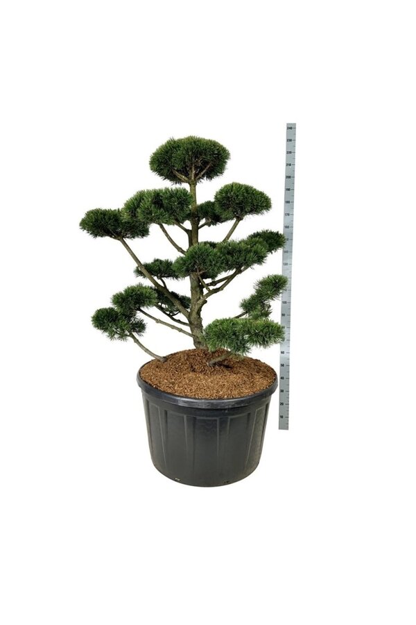 Sosna Pinus mugo Gnom