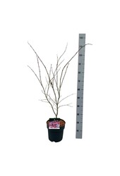 Klon Acer Atropurpureum