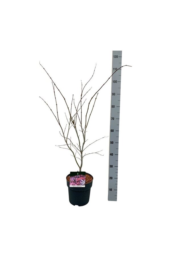 Klon Acer Atropurpureum
