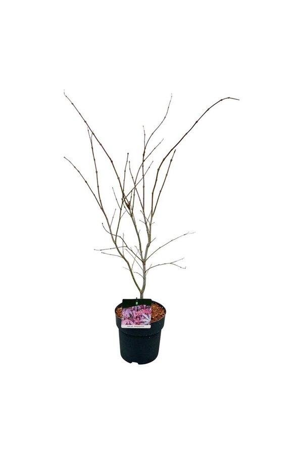 Klon Acer Atropurpureum