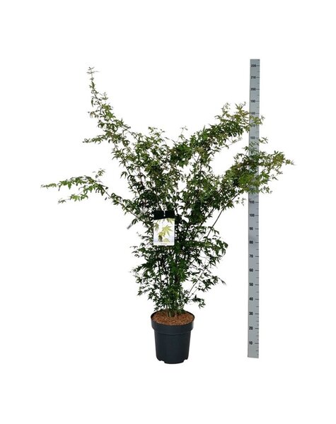 Acer
