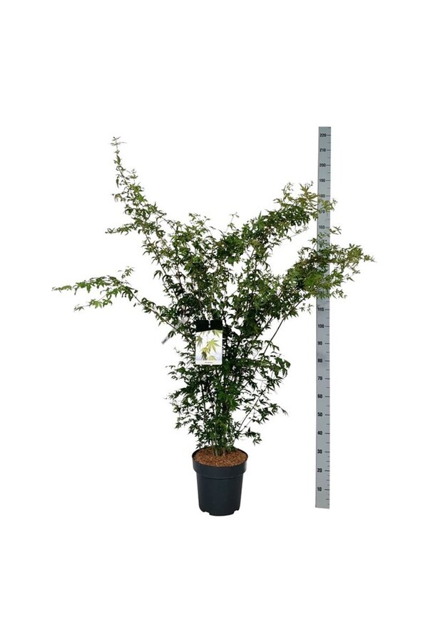 Klon palmowy Acer palmatum