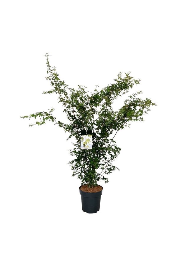 Klon palmowy Acer palmatum