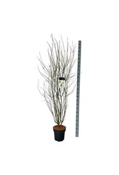 Klon palmowy Acer palmatum