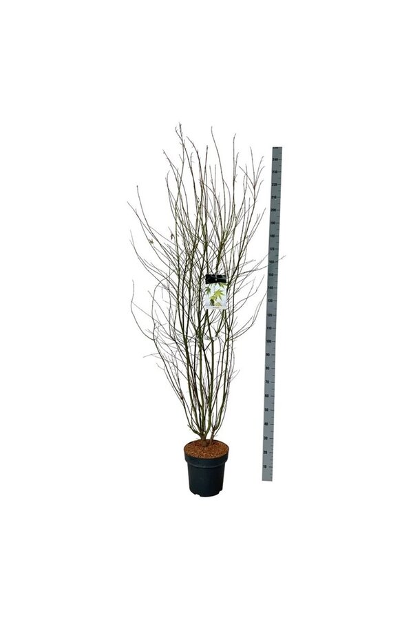 Klon palmowy Acer palmatum